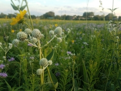 Eryngium yuccifolium