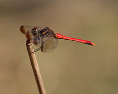 Sympetrum risi