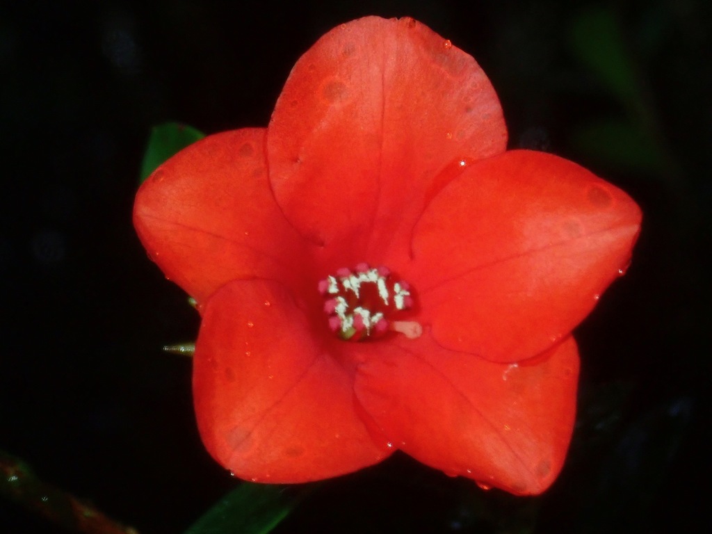 Schistanthe