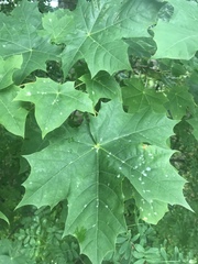 Acer platanoides