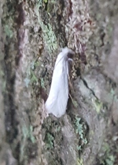 Tegeticula yuccasella