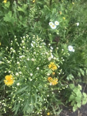 Erigeron canadensis
