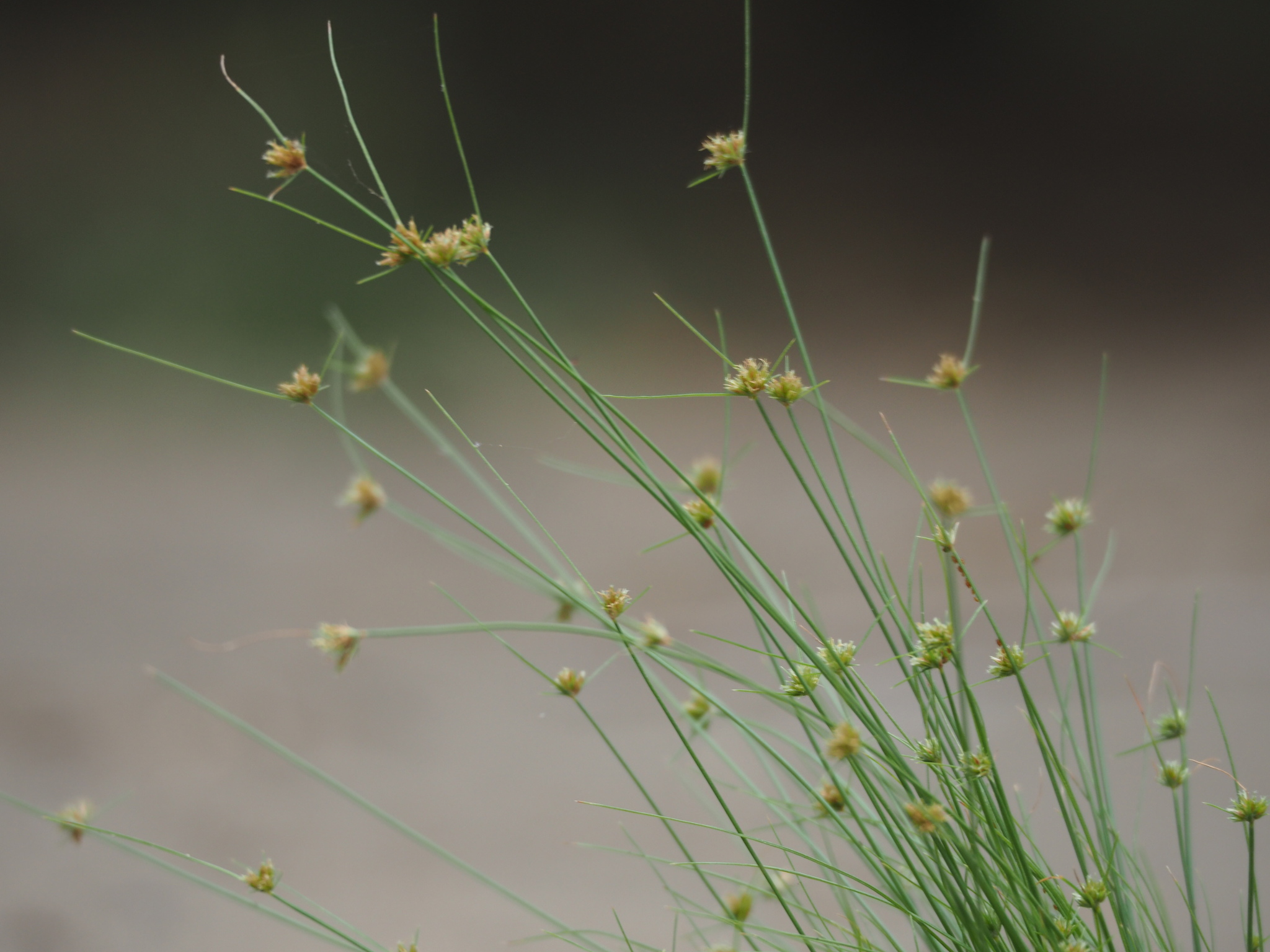 Bulbostylis barbata