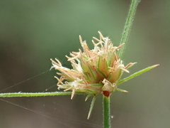 Bulbostylis barbata