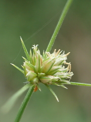 Bulbostylis barbata