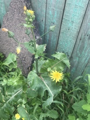 Sonchus oleraceus