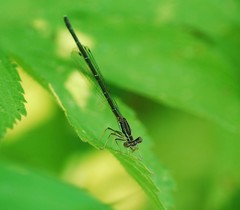 Platycnemis phyllopoda