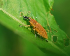 Lixus impressiventris
