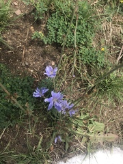 Cichorium intybus