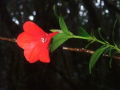 Rhododendron wilkiei