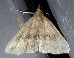 Phalaenostola eumelusalis