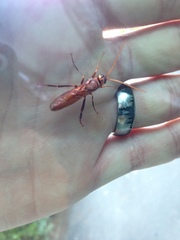 Urocerus californicus