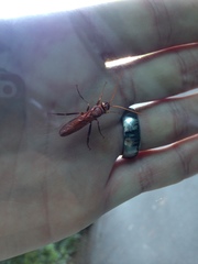 Urocerus californicus