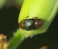 Caplothorax melanopterus