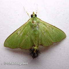 Parotis punctiferalis