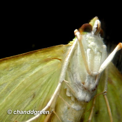 Parotis punctiferalis