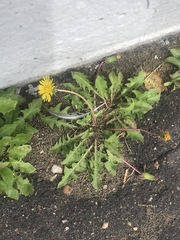 Taraxacum officinale