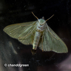 Parotis punctiferalis