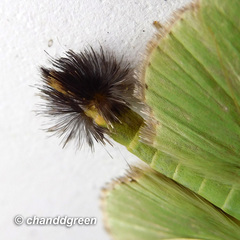 Parotis punctiferalis