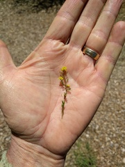 Rorippa tenerrima