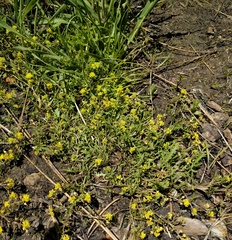 Rorippa tenerrima