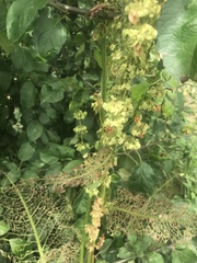 Rumex confertus