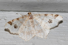 Macaria notata