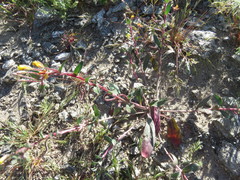 Camissoniopsis confusa