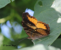 Eurytela dryope angulata