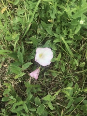Convolvulus arvensis