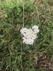 Achillea millefolium
