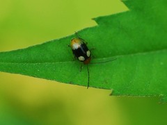 Monolepta quadriguttata
