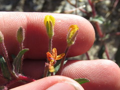 Camissoniopsis confusa