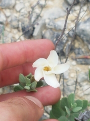 Mandevilla macrosiphon