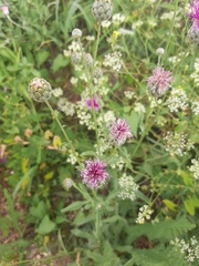 Centaurea scabiosa apiculata