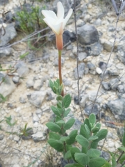 Mandevilla macrosiphon