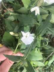 Silene latifolia alba