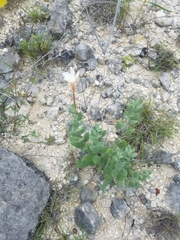 Mandevilla macrosiphon