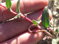 Camissoniopsis confusa