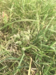 Dactylis glomerata