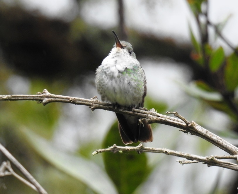 Green-and-white Hummingbird (Elliotomyia viridicauda), photo 6
