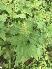 Urtica dioica