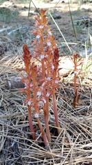 Corallorhiza maculata occidentalis