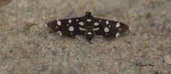 Bocchoris inspersalis