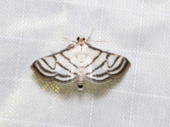 Ravanoa xiphialis