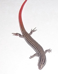 Vanzosaura rubricauda
