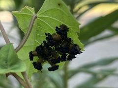 Chelymorpha cassidea