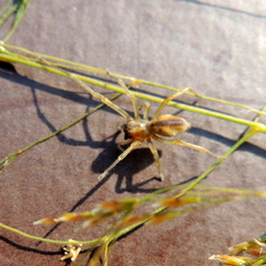 Cheiracanthium erraticum