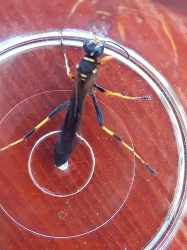 Osa lončarica (Sceliphron caementarium)
