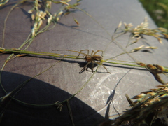 Cheiracanthium erraticum